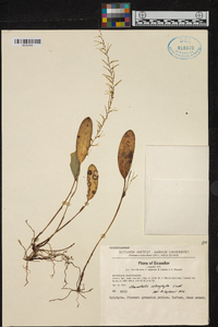 Anathallis sclerophylla image