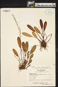 Anathallis sclerophylla image