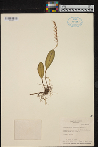 Anathallis sclerophylla image