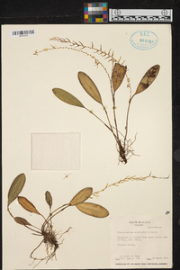 Anathallis sclerophylla image