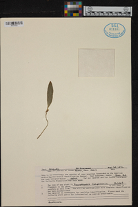 Pleurothallis talpinaria image