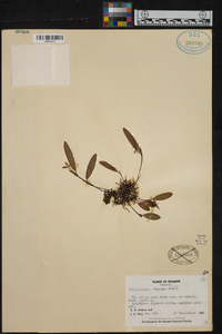 Pleurothallis talpinaria image