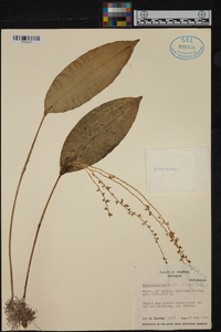 Pleurothallis xanthochlora image