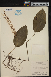 Pleurothallis xanthochlora image