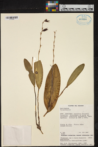 Pleurothallis restrepioides image