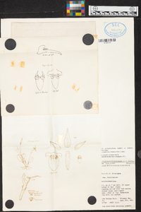 Pleurothallopsis reichenbachiana image