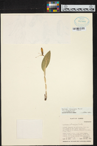 Restrepia brachypus image