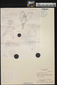 Pleurothallopsis ujarensis image