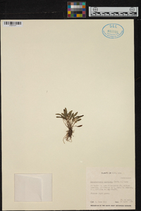 Pleurothallopsis ujarensis image