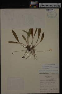 Scaphosepalum anchoriferum image