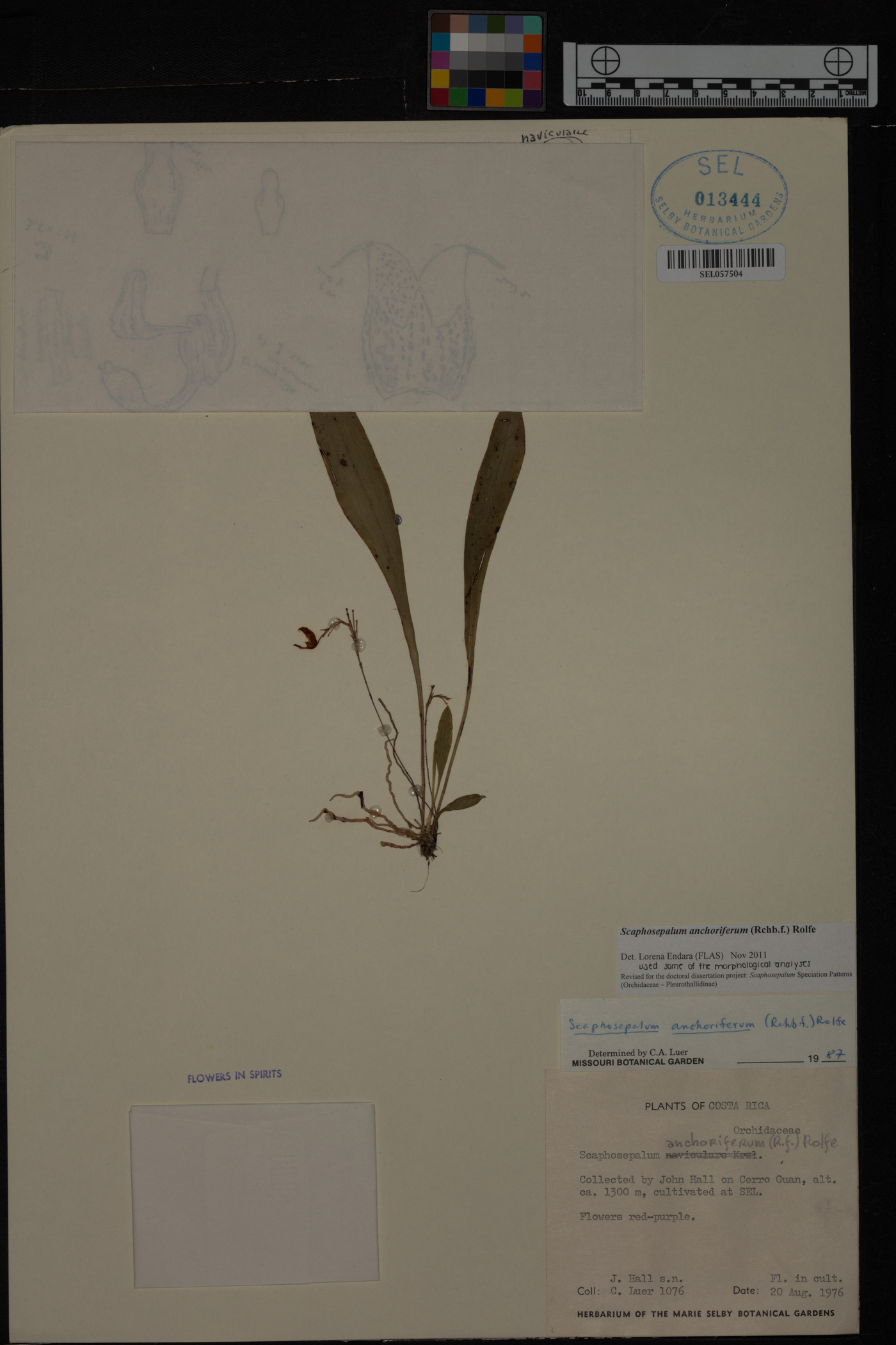 Scaphosepalum image