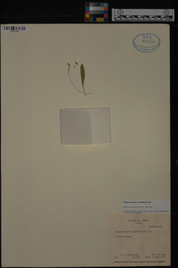 Scaphosepalum clavellatum image