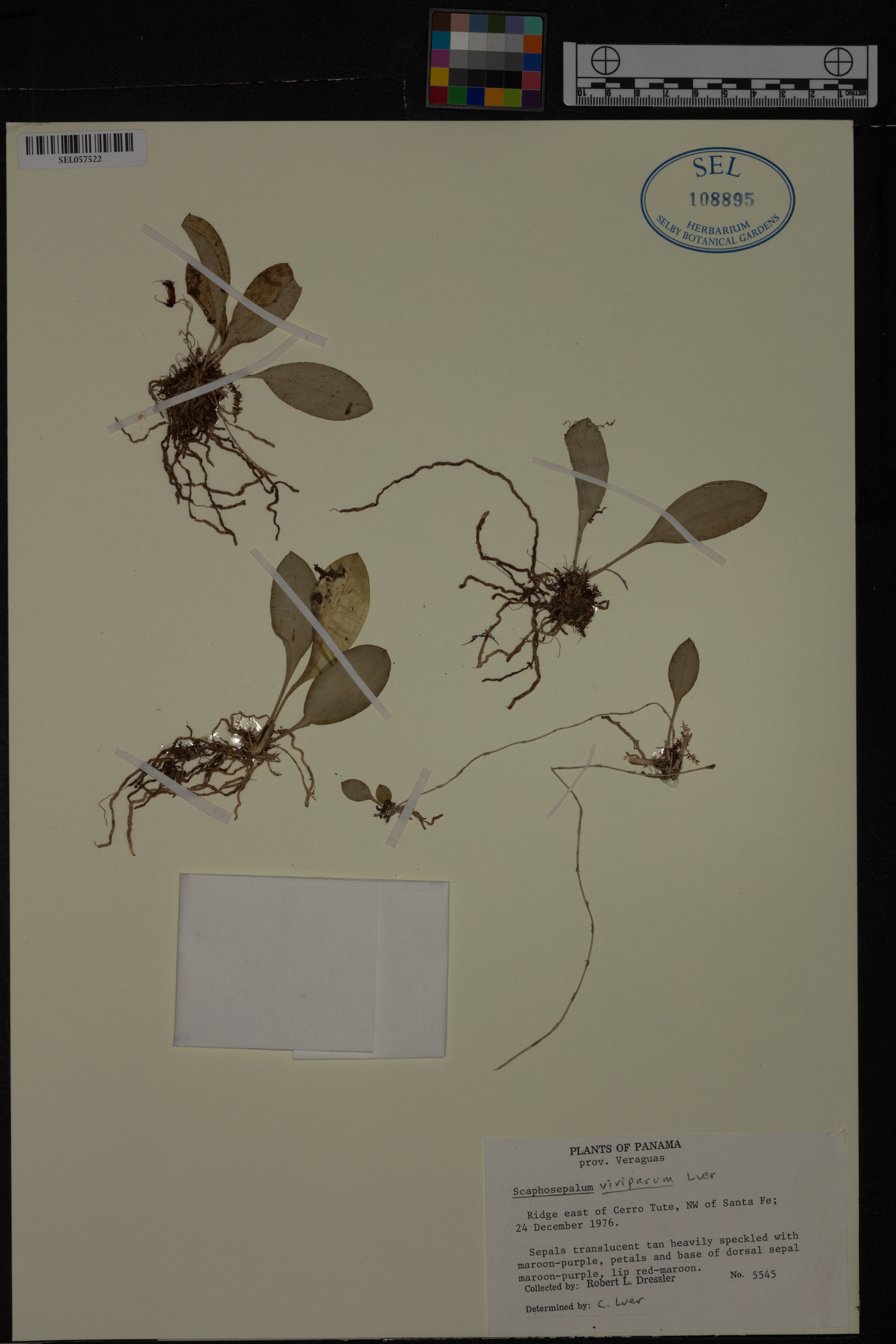 Scaphosepalum viviparum image