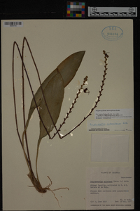 Scaphosepalum antenniferum image