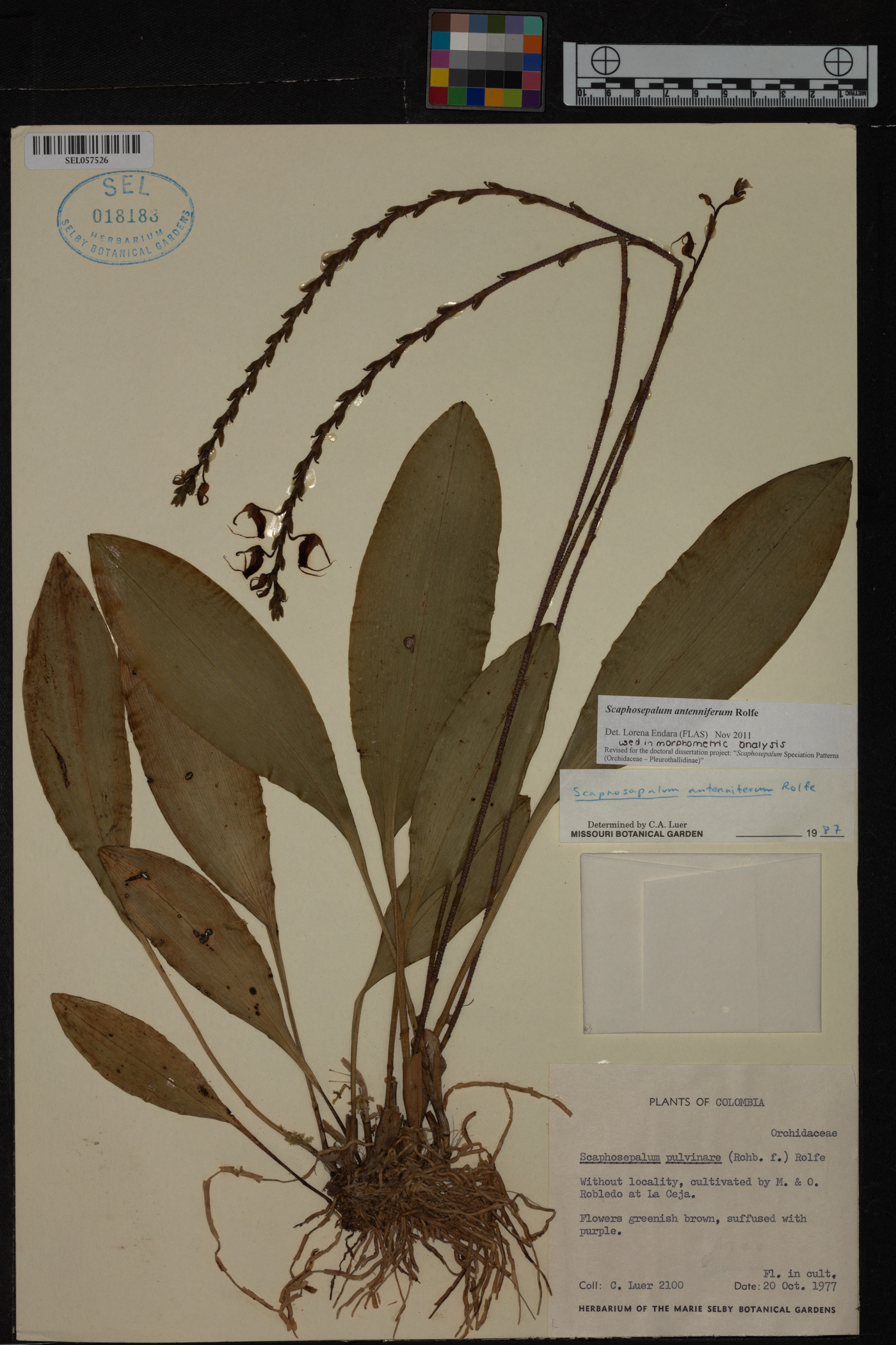 Scaphosepalum antenniferum image