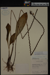 Scaphosepalum antenniferum image