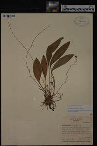 Scaphosepalum antenniferum image