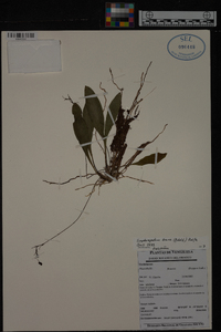 Scaphosepalum breve image