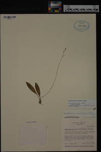 Scaphosepalum breve image