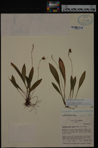 Scaphosepalum breve image