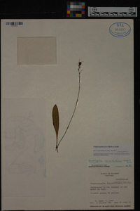 Scaphosepalum breve image