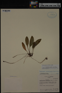 Scaphosepalum breve image