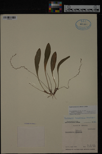 Scaphosepalum breve image