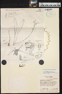 Scaphosepalum gibberosum image