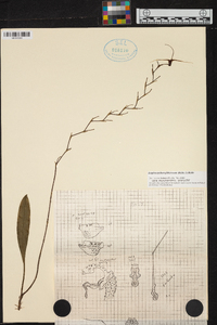 Scaphosepalum gibberosum image