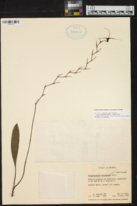 Scaphosepalum gibberosum image