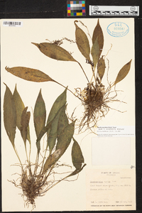 Scaphosepalum hirtzii image