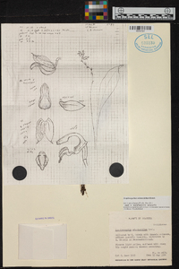 Scaphosepalum odontochilum image