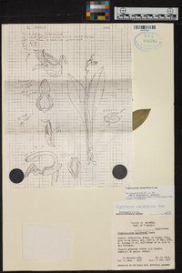 Scaphosepalum odontochilum image