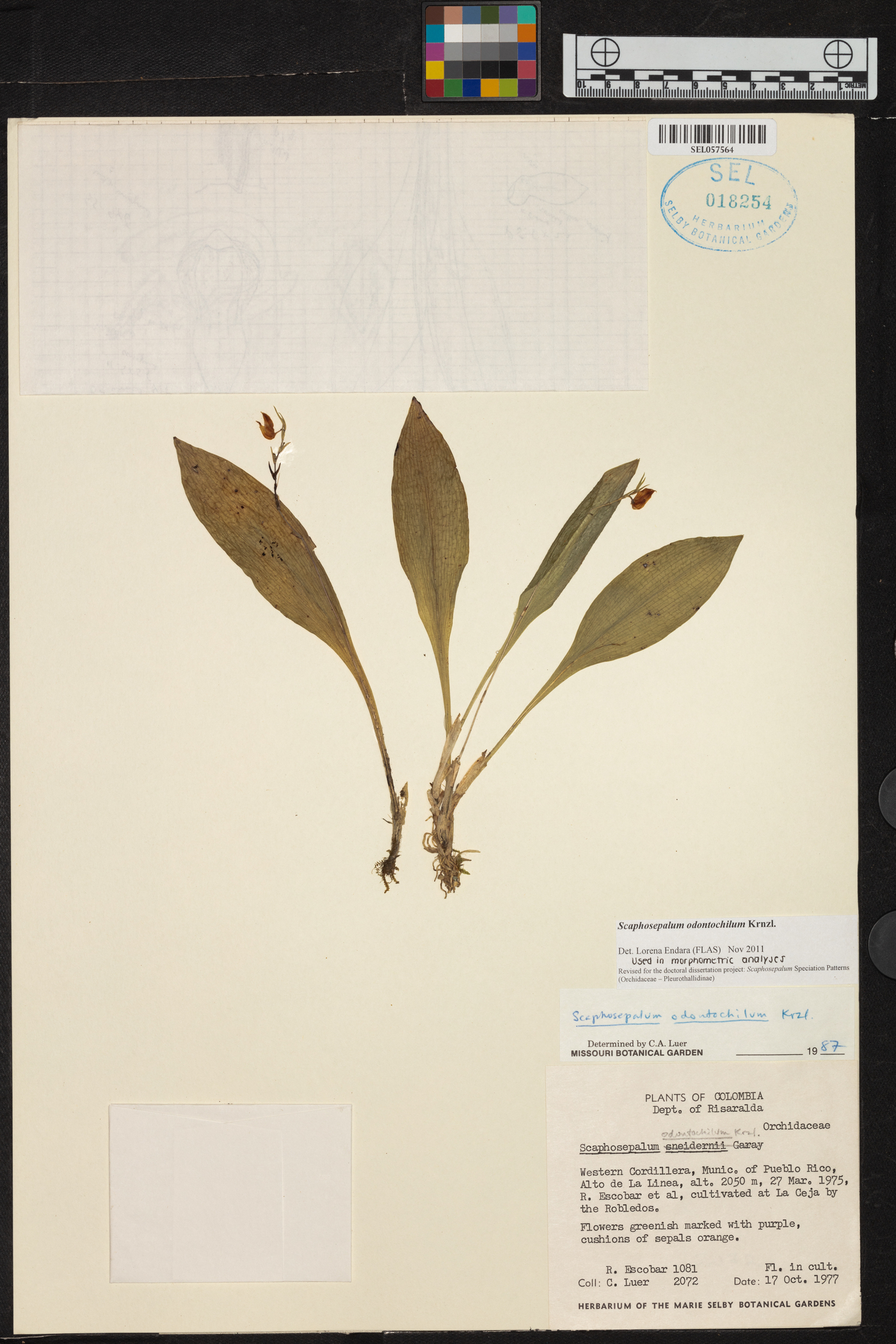 Scaphosepalum odontochilum image