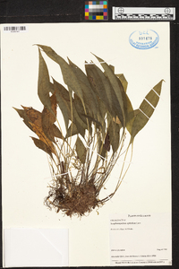 Scaphosepalum ophidion image