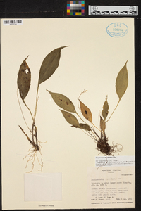 Scaphosepalum ophidion image