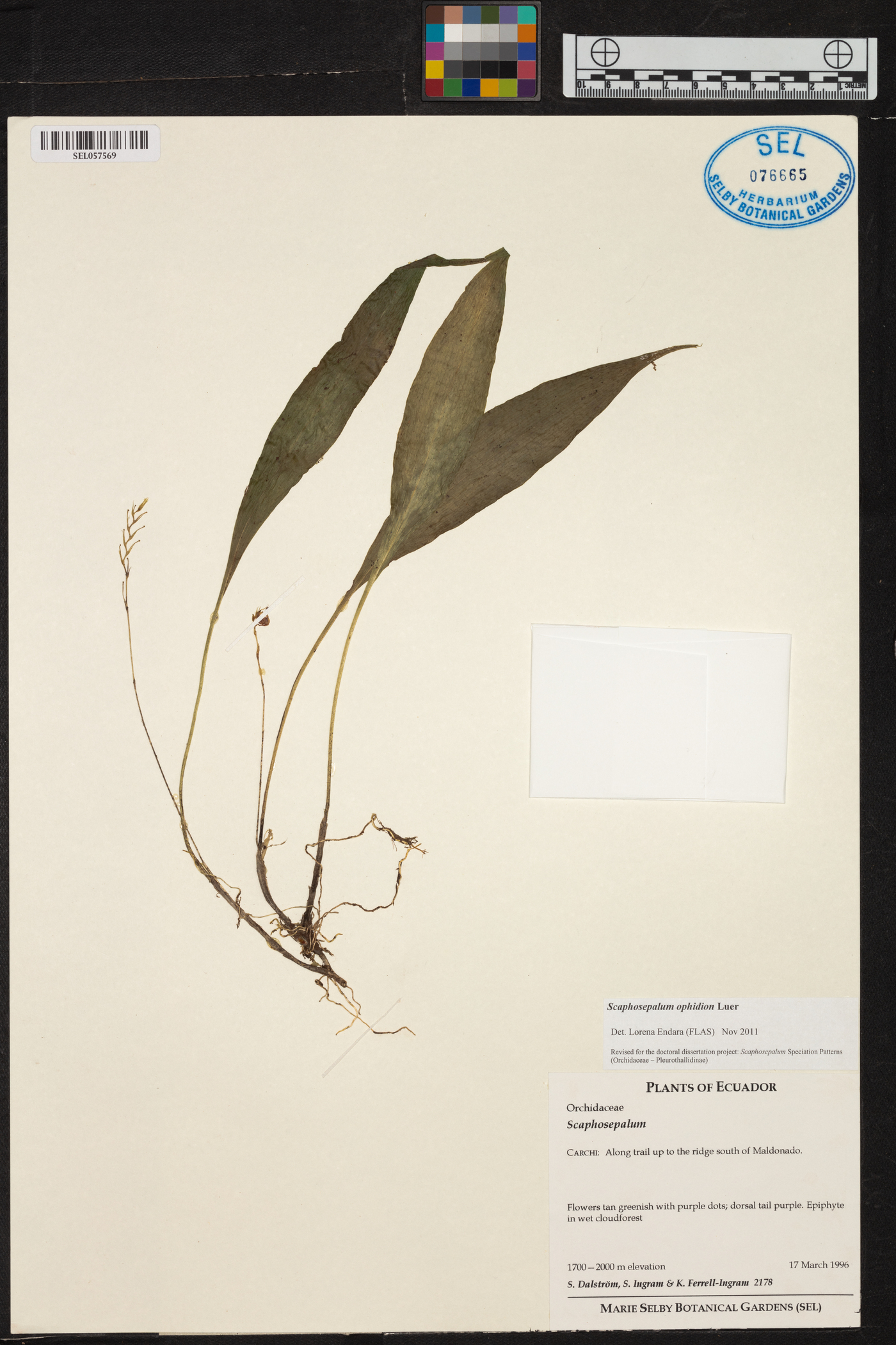 Scaphosepalum ophidion image