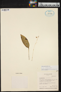 Scaphosepalum ophidion image