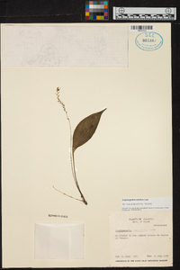 Scaphosepalum ophidion image