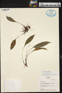 Scaphosepalum ophidion image