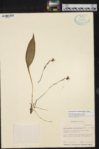 Scaphosepalum swertiifolium image