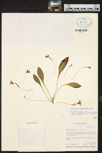 Scaphosepalum swertiifolium image