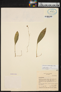 Scaphosepalum swertiifolium image