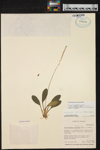 Scaphosepalum verrucosum image