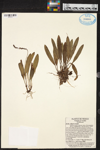 Stelis ciliaris image