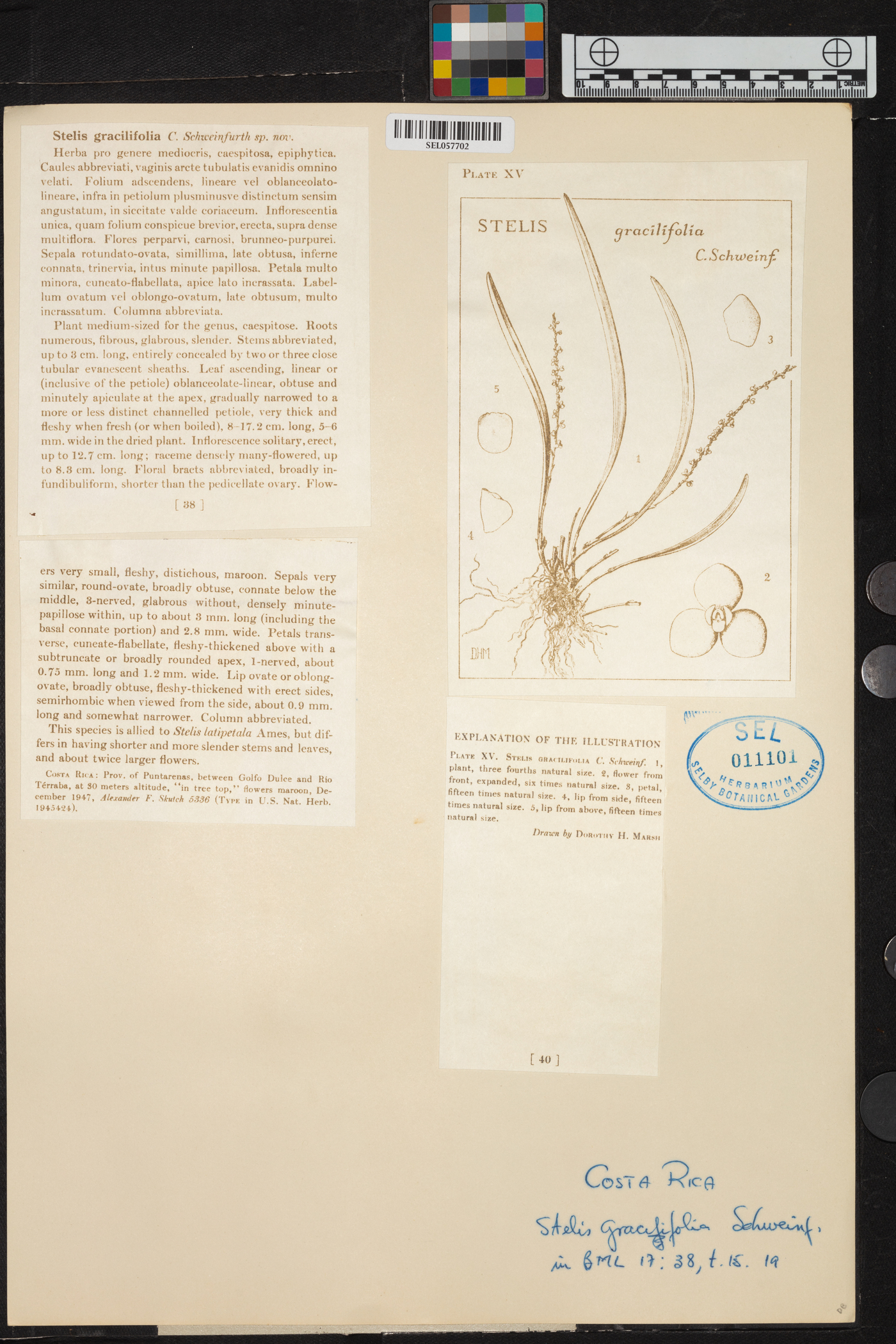 Stelis gracilifolia image