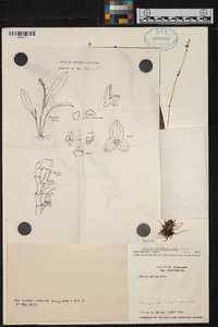 Stelis guatemalensis image