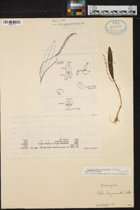 Stelis guatemalensis image