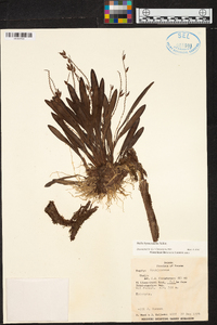 Stelis hymenantha image