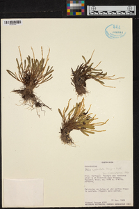 Stelis spathulata image